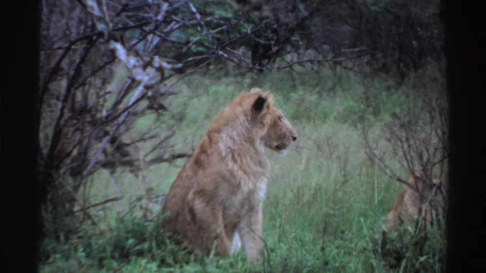A lion sits upright in grassy savanna vegetation, framed by brush and the soft grain of a 1969 8mm film scan.