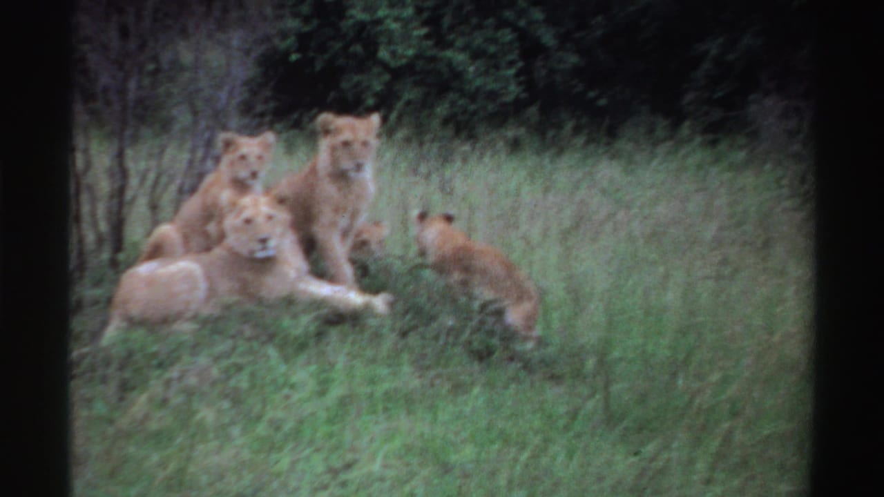 1969 Nigeria 8mm frame showing a lioness with cubs resting in tall grass at the edge of a wooded area.