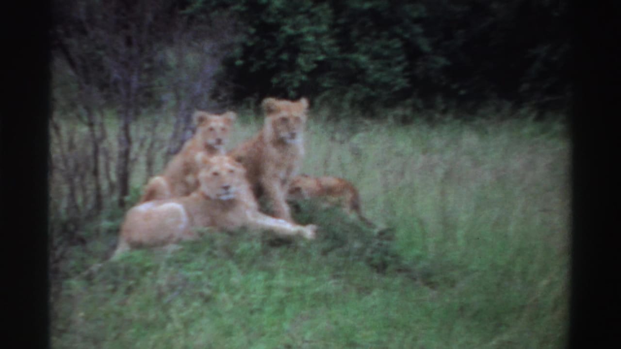 1969 Nigeria 8mm frame with a lioness and cubs grouped in green grass, their faces turned toward the camera.