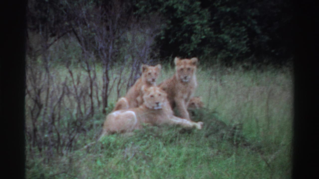 1969 Nigeria 8mm frame showing a reclining lioness in tall grass with cubs partly visible behind her near brush.