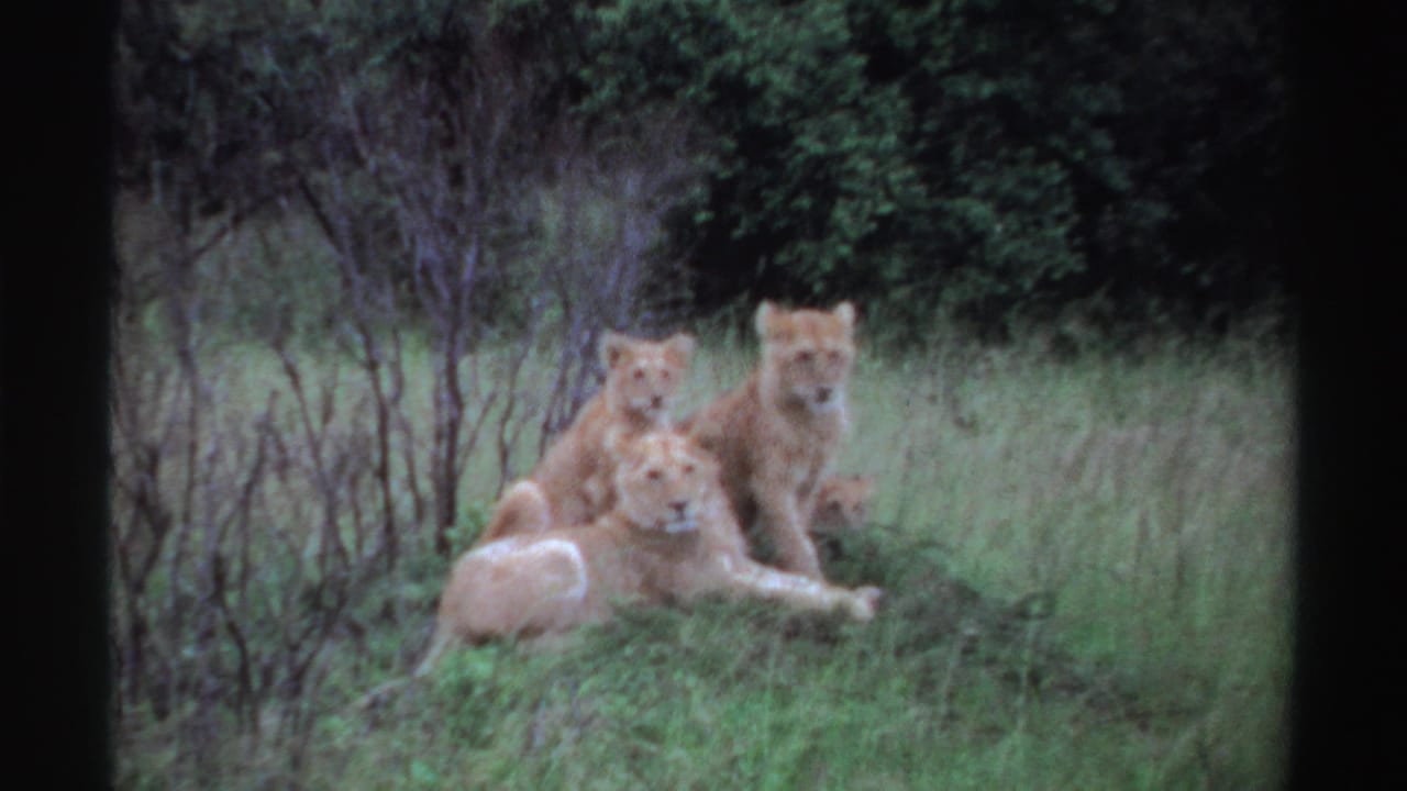 1969 Nigeria 8mm frame of a lioness and cubs resting together in tall grass with trees and brush behind them.