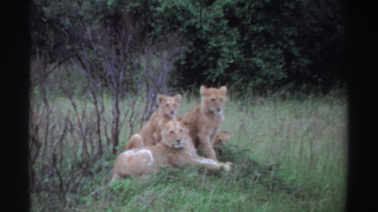 Lioness and three cubs resting in tall grass with bushes behind them.