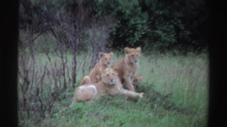 1969 Nigeria home-movie frame with a lioness in front and three cubs behind her in a green savanna clearing.