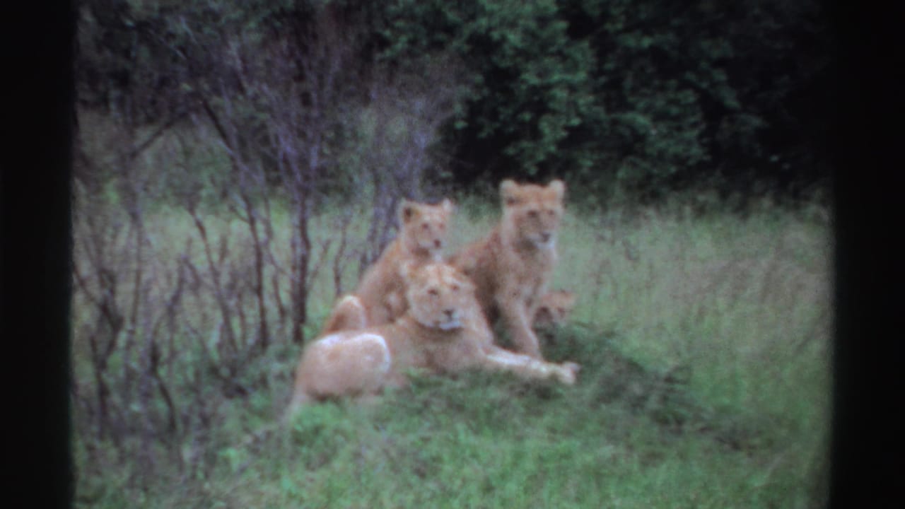 Vintage 8mm frame from Nigeria showing the lioness and cubs still gathered on the grassy rise.