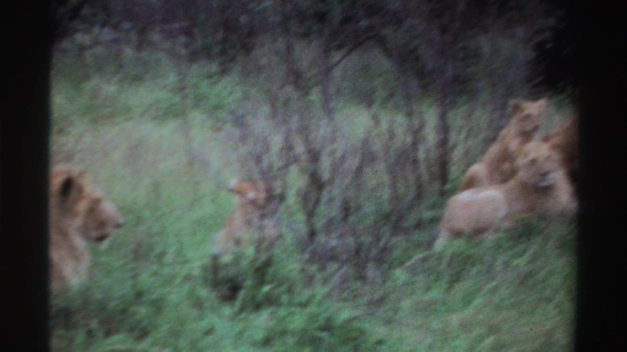 1969 Nigeria 8mm frame with a handheld shift that leaves lions partly at the edges of the grassy scene.