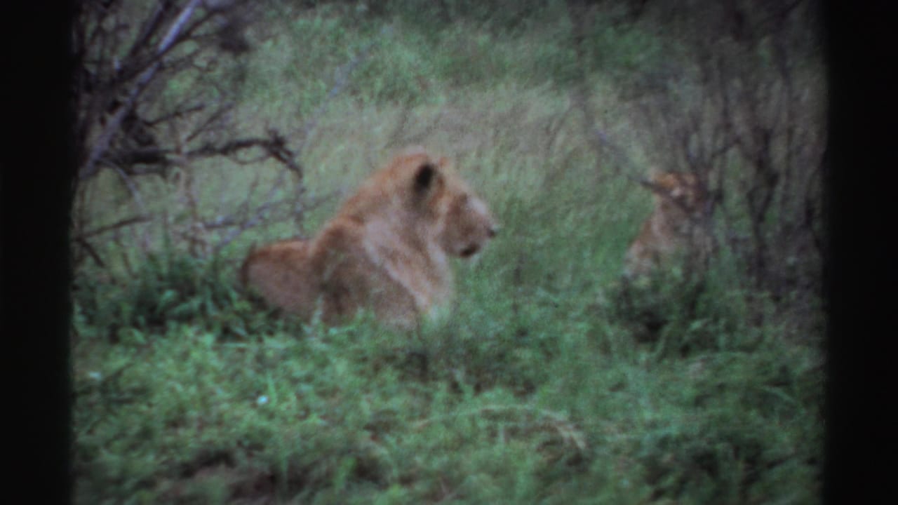 Lion resting in tall green grass with shrubs and bare branches nearby.