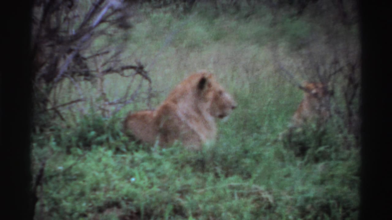 A lion in profile sits or rests in dense grass and shrubs in this soft 1969 Nigeria home-movie frame.