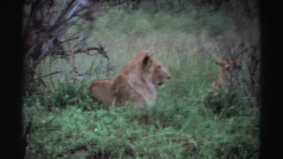 A lion in profile sits or rests in dense grass and shrubs in this soft 1969 Nigeria home-movie frame.