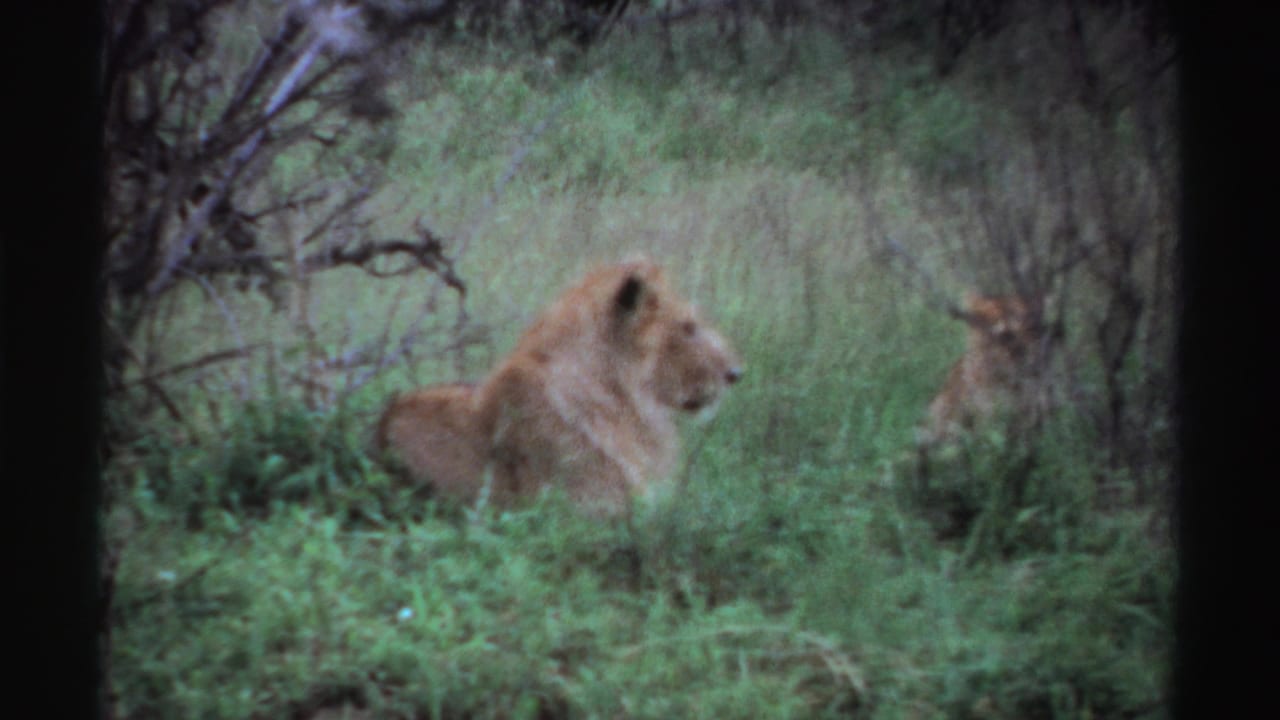 Vintage 8mm frame from Nigeria showing a lion lying low in grass, framed by brush and muted green vegetation.
