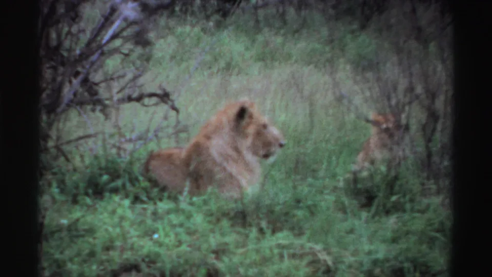 Vintage 8mm frame from Nigeria showing a lion lying low in grass, framed by brush and muted green vegetation.