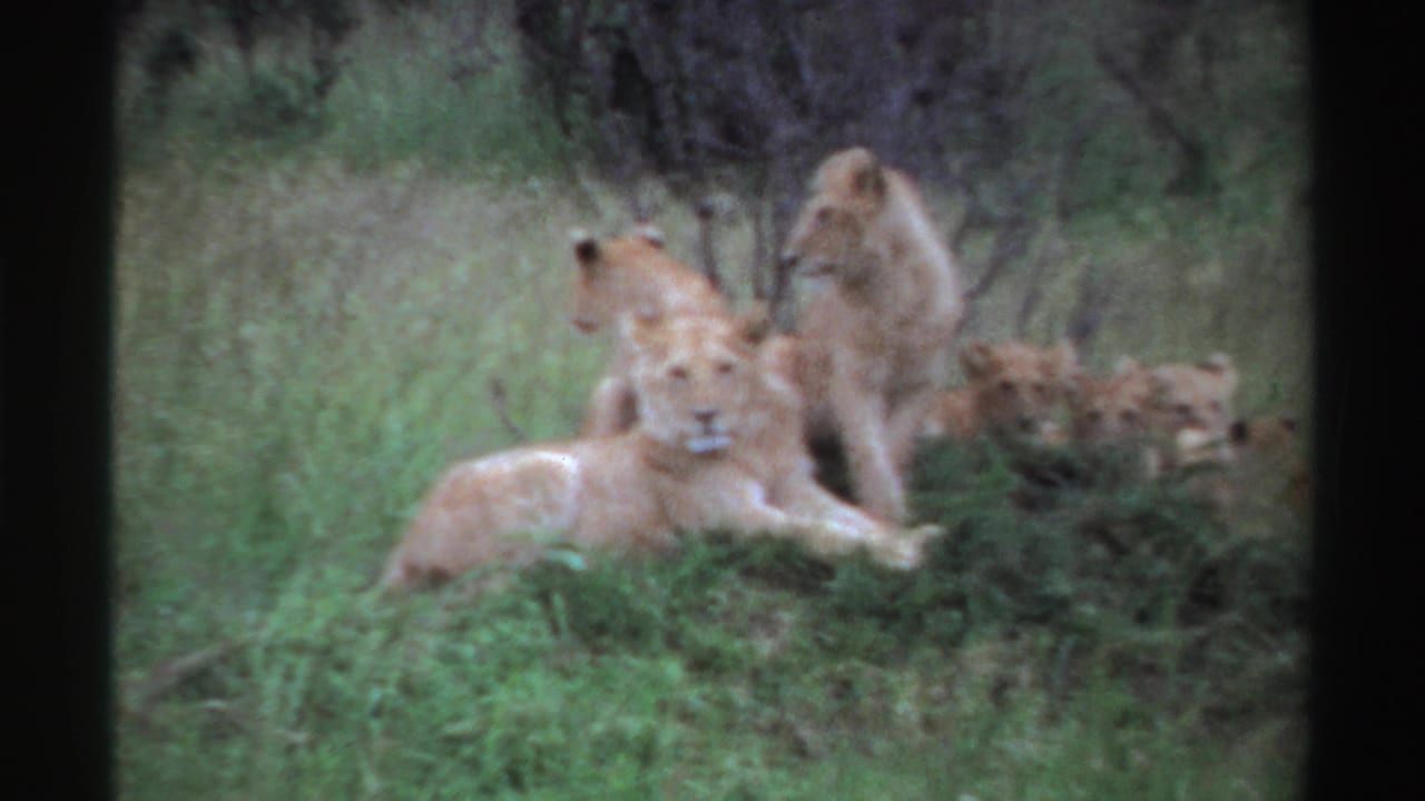 1969 Nigeria home-movie frame showing several lions or cubs grouped together on a grassy mound with brush behind them.