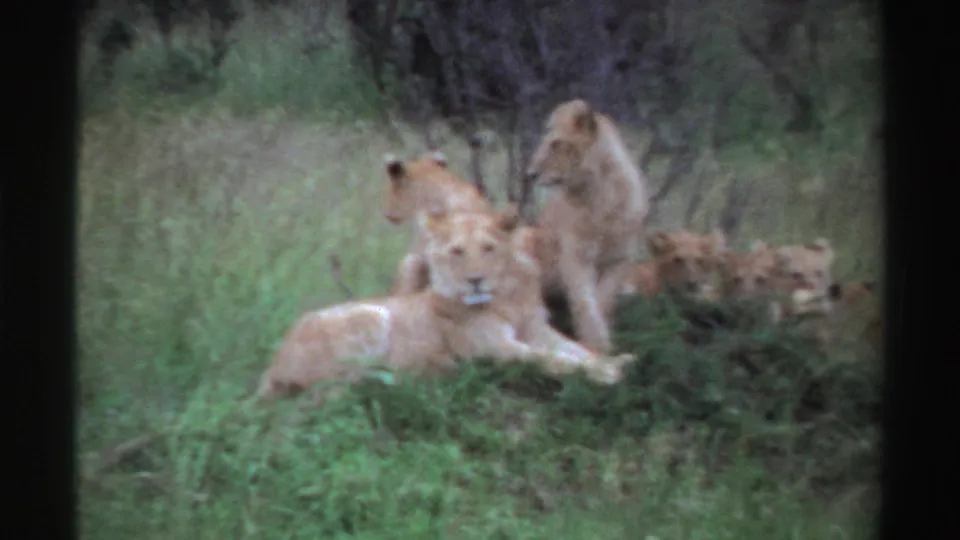 1969 Nigeria home-movie frame showing several lions or cubs grouped together on a grassy mound with brush behind them.