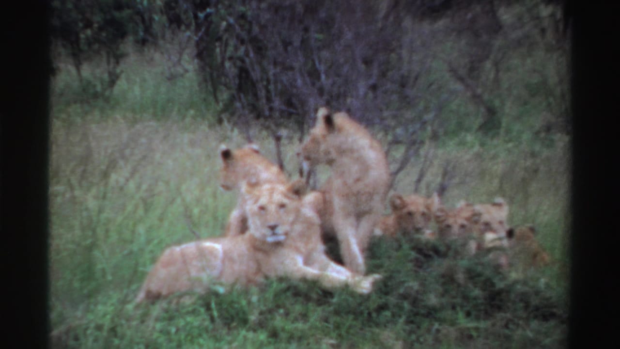 Lioness lying in grass with other lions resting behind her.