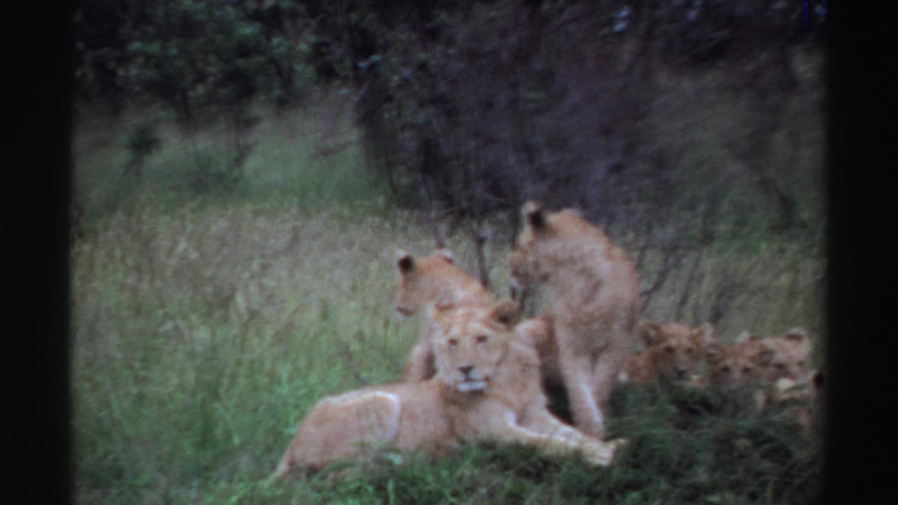 1969 Nigeria wildlife frame with a foreground lioness facing the camera and several lions partly hidden in grass and brush.