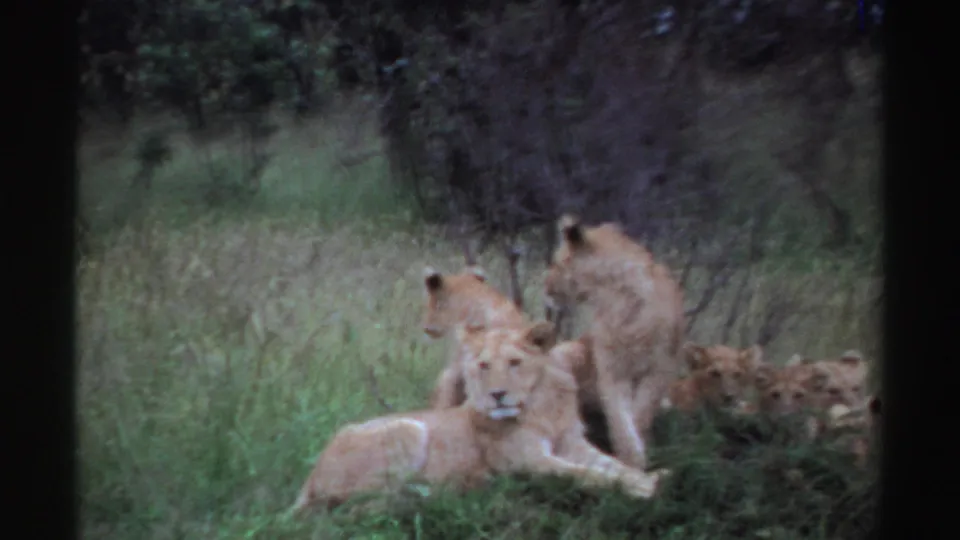1969 Nigeria wildlife frame with a foreground lioness facing the camera and several lions partly hidden in grass and brush.