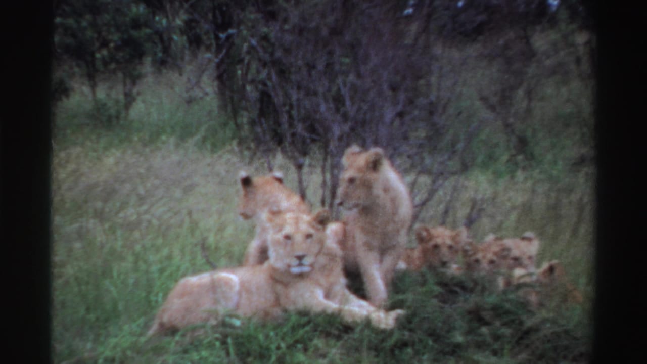 1969 Nigeria 8mm still of a lioness lying low in grass with another lion seated behind and more lions barely visible to the right.
