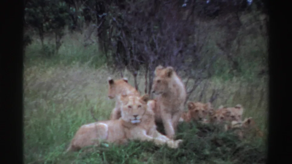 1969 Nigeria 8mm still of a lioness lying low in grass with another lion seated behind and more lions barely visible to the right.