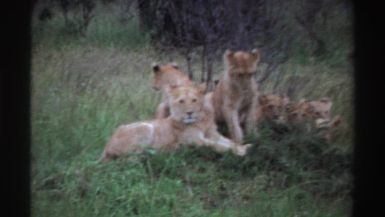 1969 Nigeria frame showing a small pride of lions resting in grass, with a foreground lioness and others clustered near shrubs.