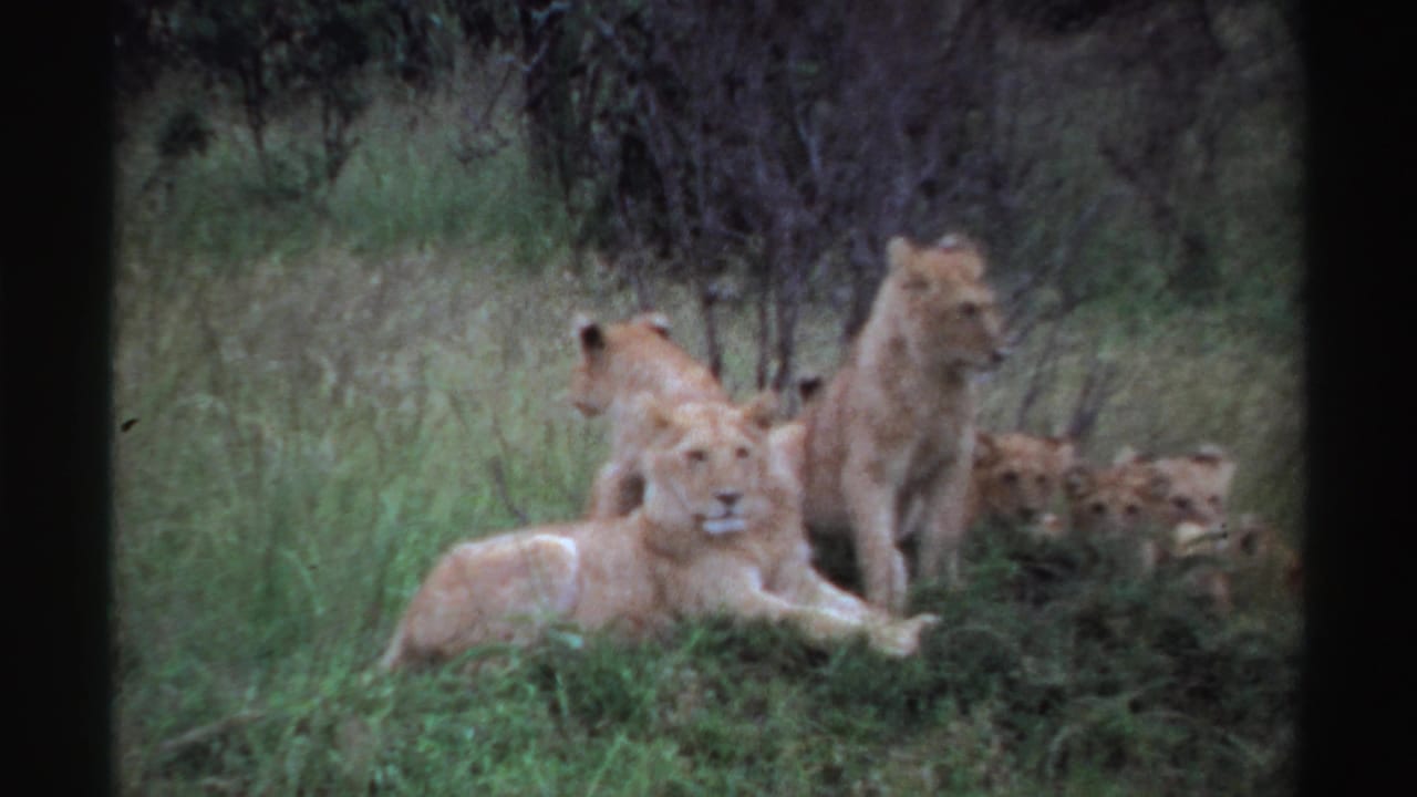 Lioness lying in tall grass with adult lion and cubs nearby.