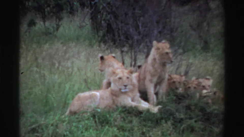 1969 Nigeria 8mm frame showing a lioness resting in grass while an adult lion and cubs remain close behind.