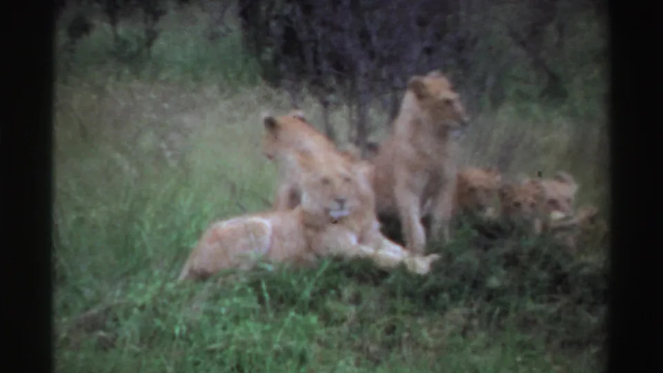 1969 Nigeria 8mm frame of a lion pride at rest, with one adult standing and cubs partly hidden in grass.