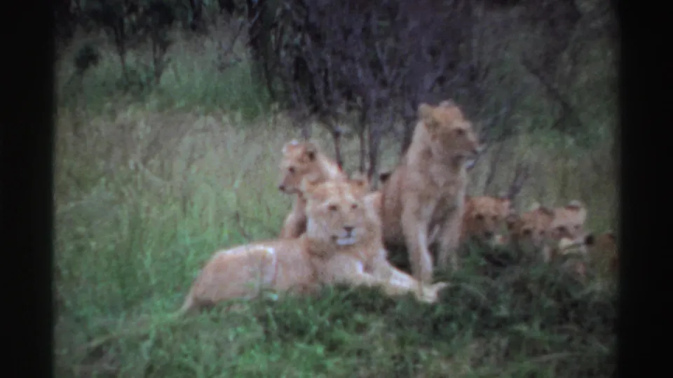 1969 Nigeria 8mm frame showing a lioness facing the camera, with another adult lion and cubs nearby in savanna grass.