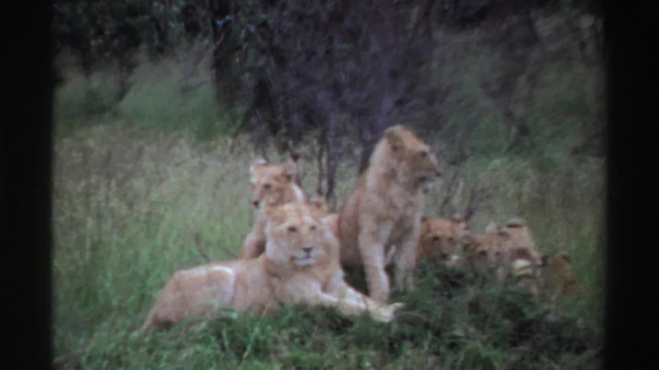 1969 Nigeria 8mm frame of a reclining lioness with an adult lion and cubs grouped behind her in tall grass.
