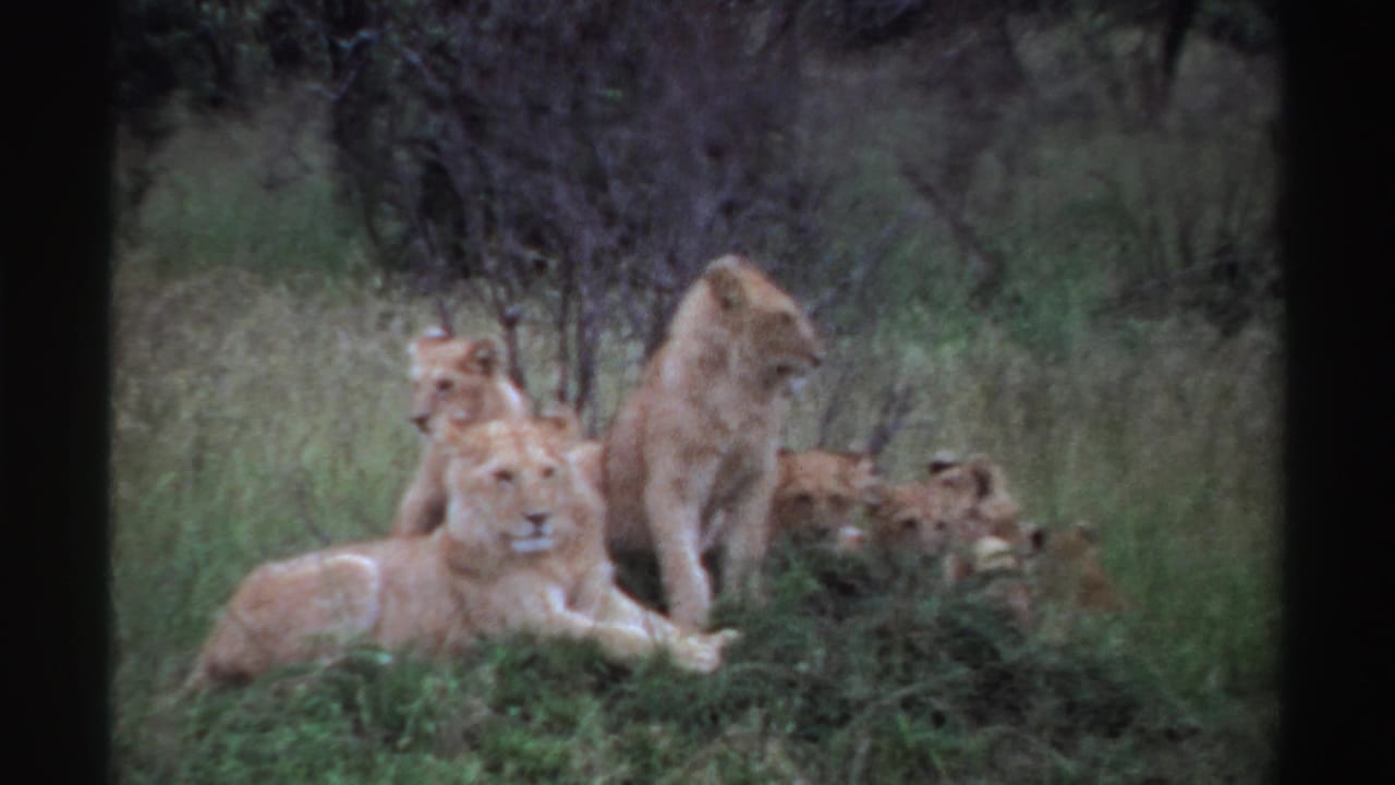 Lion cubs and lionesses resting together in tall grass near shrubs and trees.