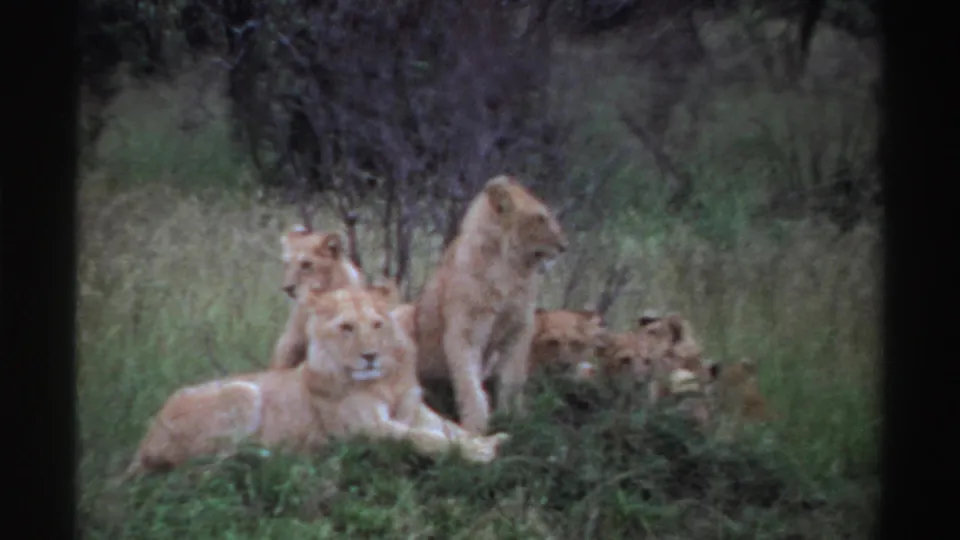 1969 Nigeria 8mm frame showing lion cubs and lionesses gathered in green grass with shrubs and trees behind them.