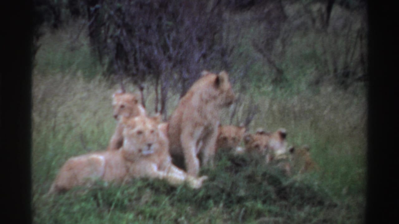 1969 Nigeria wildlife frame with a group of lions clustered in tall grass, including cubs lying low and an adult standing nearby.