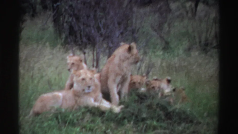 1969 Nigeria wildlife frame with a group of lions clustered in tall grass, including cubs lying low and an adult standing nearby.