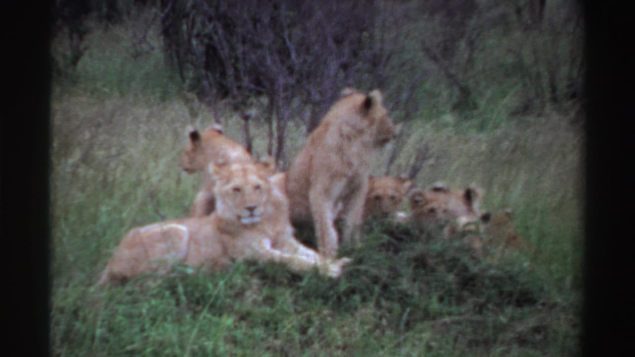 1969 Nigeria 8mm frame showing lion cubs lying in grass while an adult lioness stands among shrubs and trees.