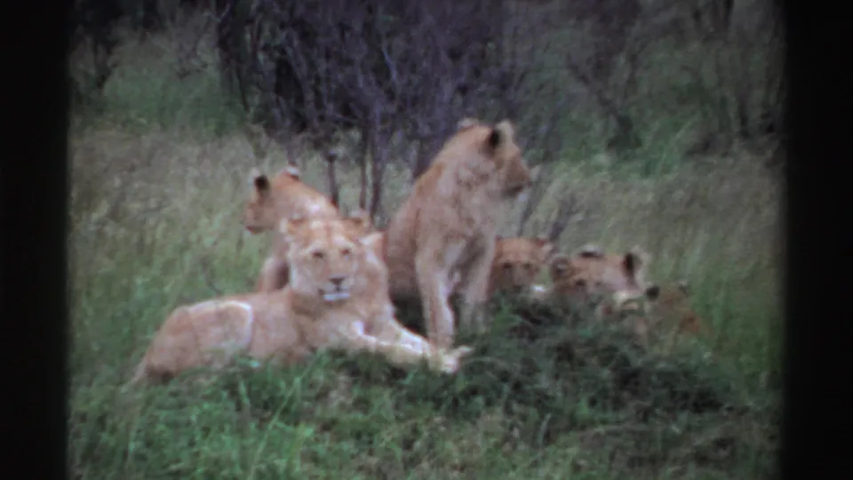 1969 Nigeria 8mm frame showing lion cubs lying in grass while an adult lioness stands among shrubs and trees.