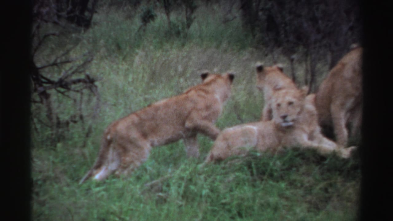 1969 Nigeria frame showing one young lion walking past resting lions in tall grass, with shrubs and trees forming the background.