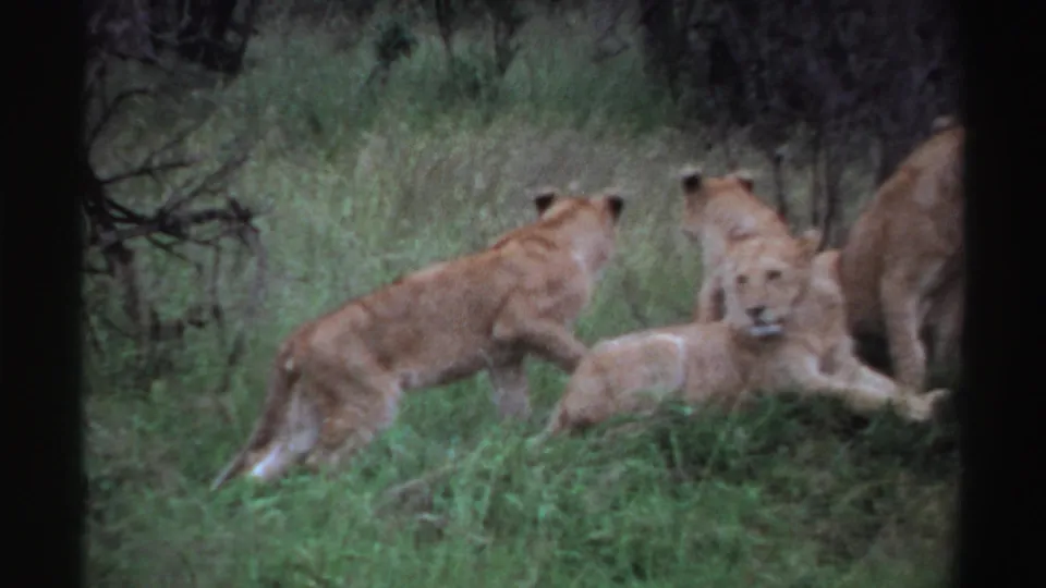 1969 Nigeria frame showing one young lion walking past resting lions in tall grass, with shrubs and trees forming the background.