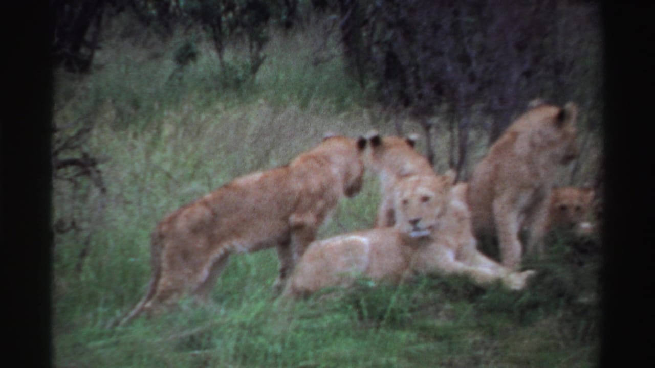 Lion cubs gather in tall grass near a low mound, with trees behind them.