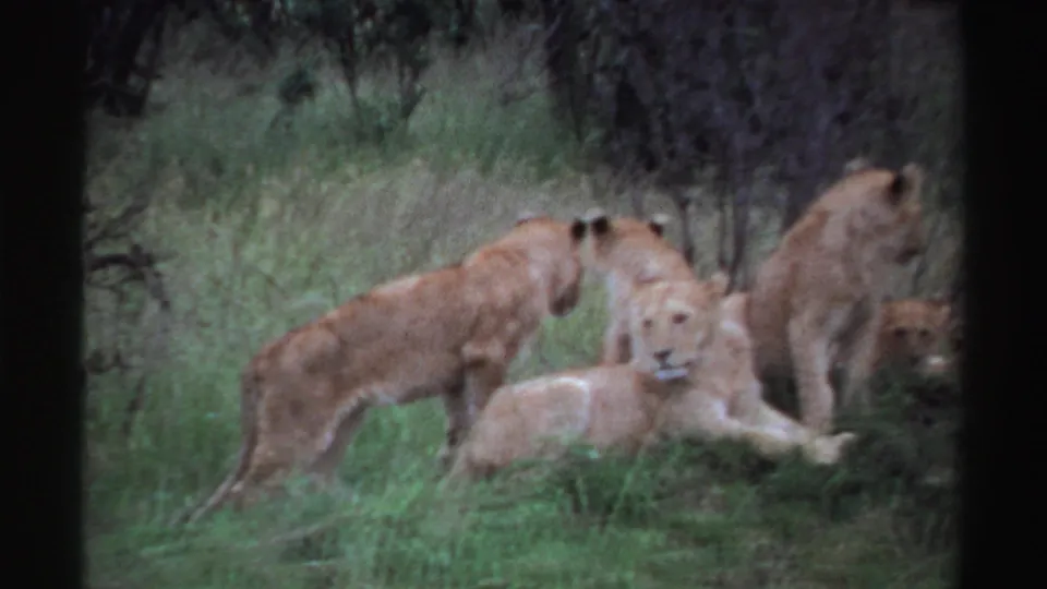 1969 Nigeria 8mm frame showing several lion cubs resting and standing in tall grass near brush and trees.