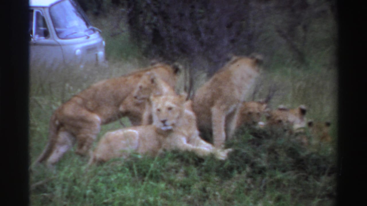 1969 Nigeria 8mm frame of lion cubs in grass with a light-colored van partly visible behind trees.