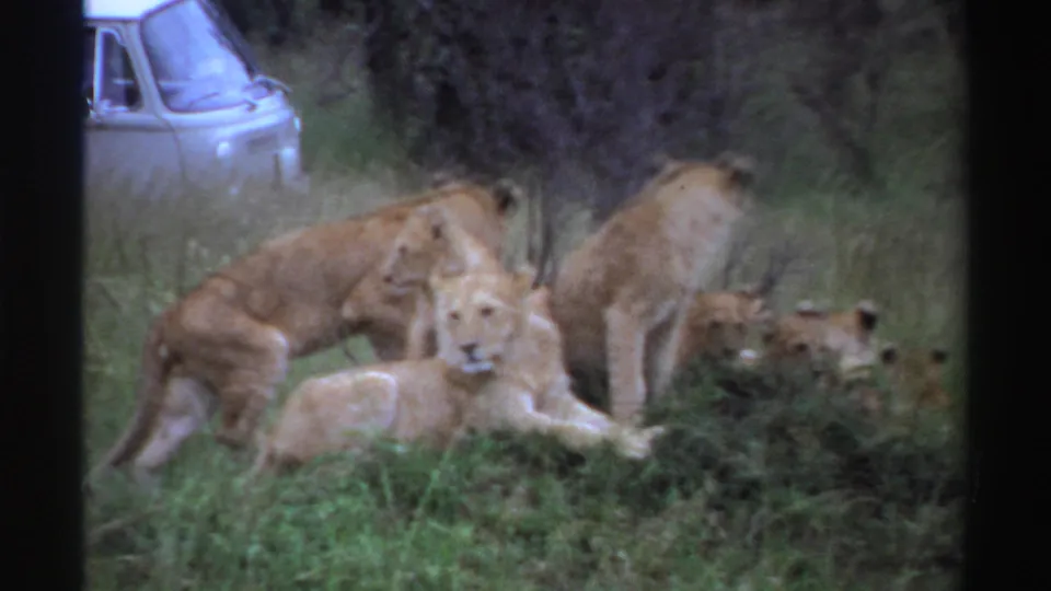 1969 Nigeria 8mm frame of lion cubs in grass with a light-colored van partly visible behind trees.