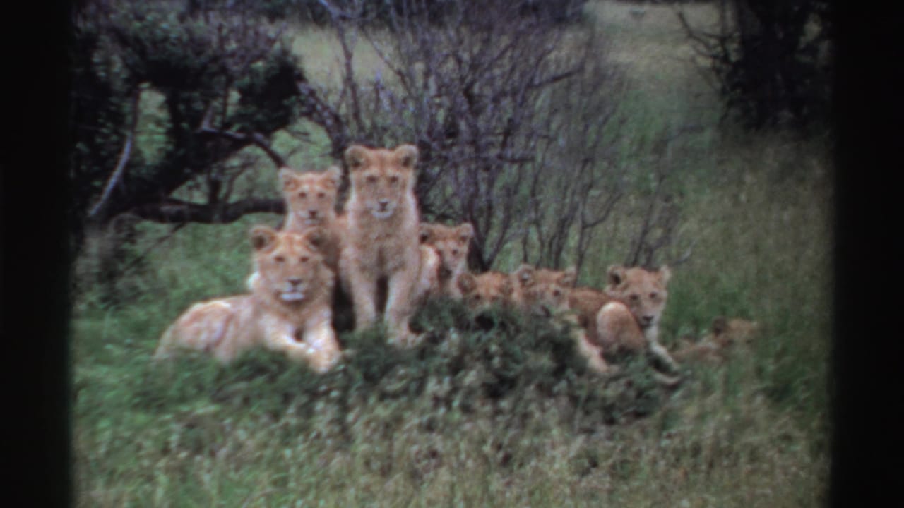 1969 Nigeria 8mm frame showing lion cubs facing the camera from a low mound amid grass and brush.