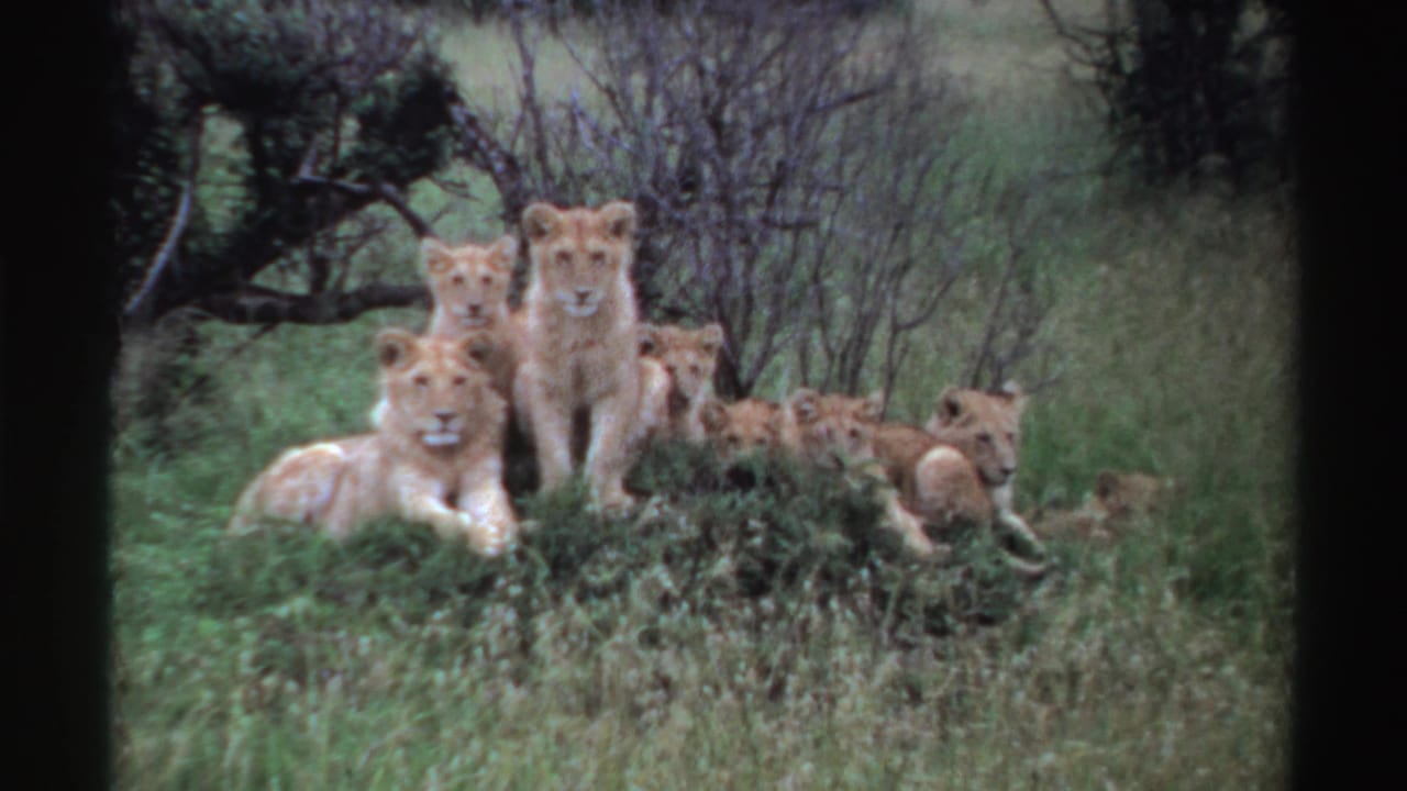 1969 Nigeria 8mm frame of multiple lion cubs resting together in grass, with brush and trees behind them.