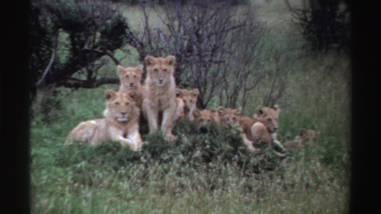 Two lionesses and several cubs rest in tall grass and brush.