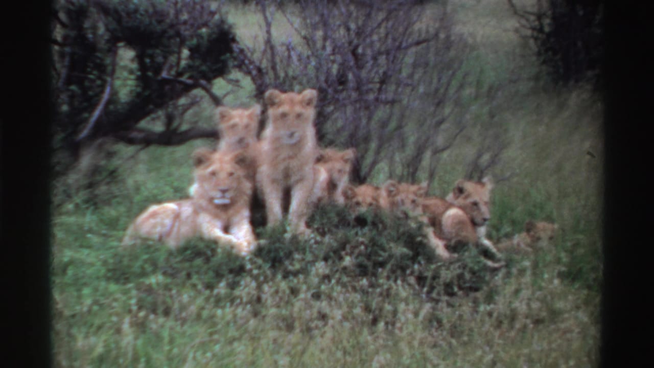 1969 Nigeria wildlife home-movie still of lionesses and cubs gathered in green brush, with several animals facing the camera.