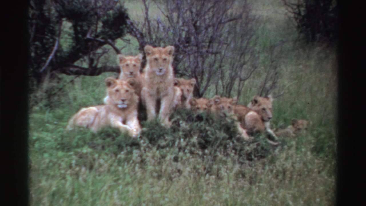 1969 Nigeria 8mm frame of two lionesses and cubs resting in grass with brush and leafless branches behind them.