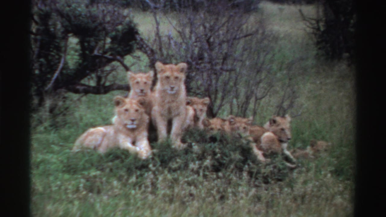 1969 Nigeria home-movie still with lionesses and cubs resting in grass, framed by dark scan edges and muted vegetation.