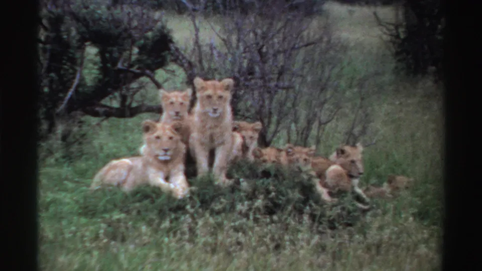 1969 Nigeria home-movie still with lionesses and cubs resting in grass, framed by dark scan edges and muted vegetation.