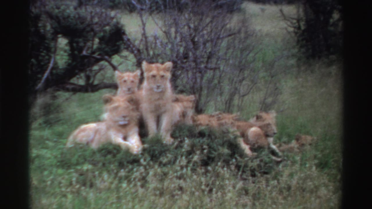 Several lion cubs rest together in tall grass near low shrubs.