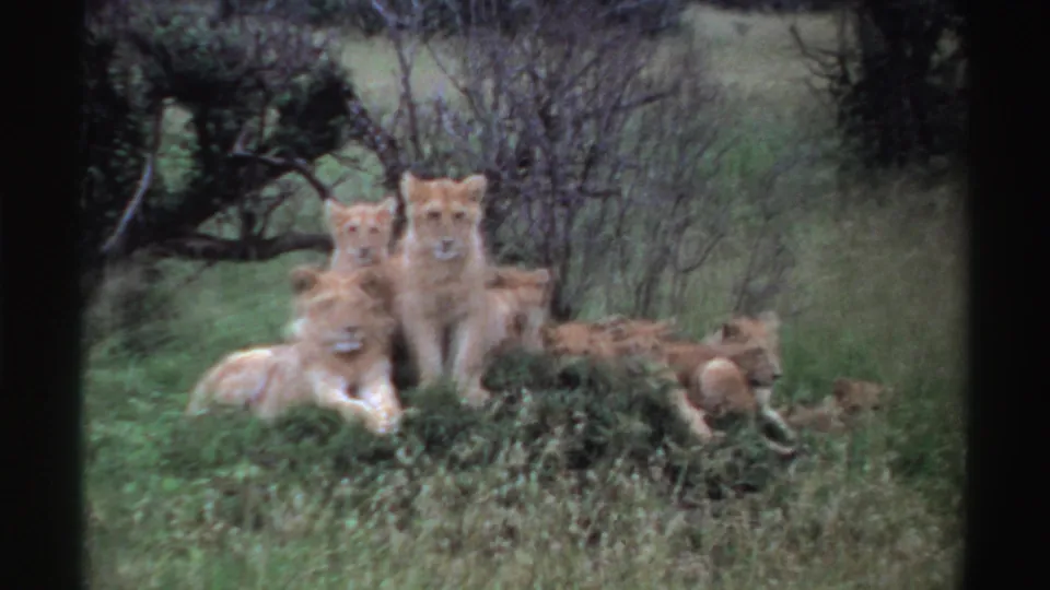 1969 Nigeria 8mm frame showing lion cubs clustered in tall grass, with some facing the camera near sparse bushes.