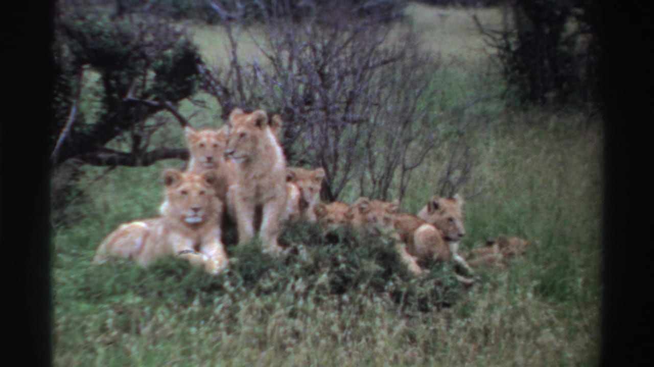 1969 Nigeria 8mm frame of a pride group in tall grass, including cubs sitting upright and others resting nearby.