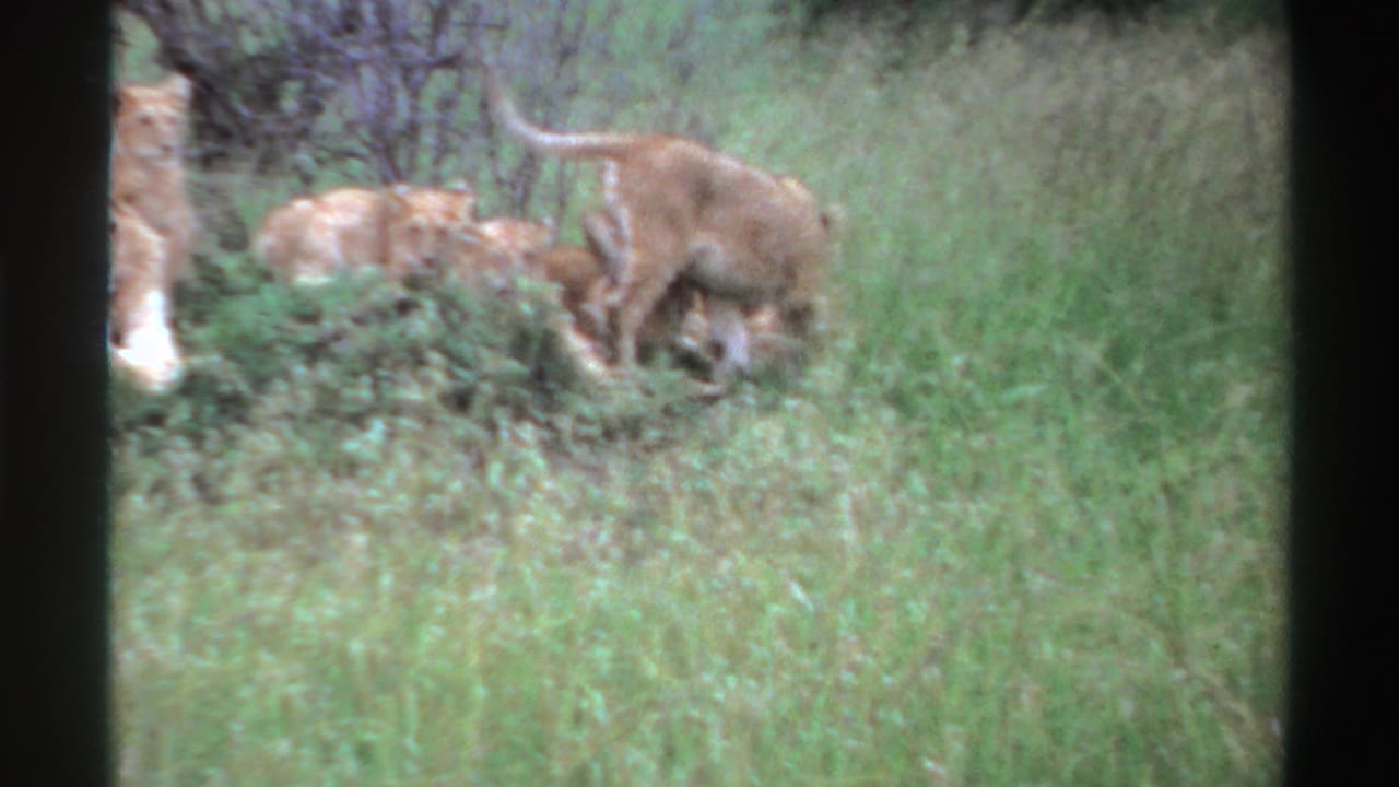 1969 Nigeria 8mm frame showing a young lion standing or stepping through grass beside resting cubs, partly cropped by the film edge.
